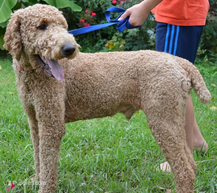 Nicky  – Poodle - Standard  puppy for sale in Fort Worth, TX