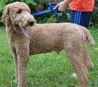 Nicky , a male Poodle - Standard  for sale in Fort Worth, TX – 1 of 1