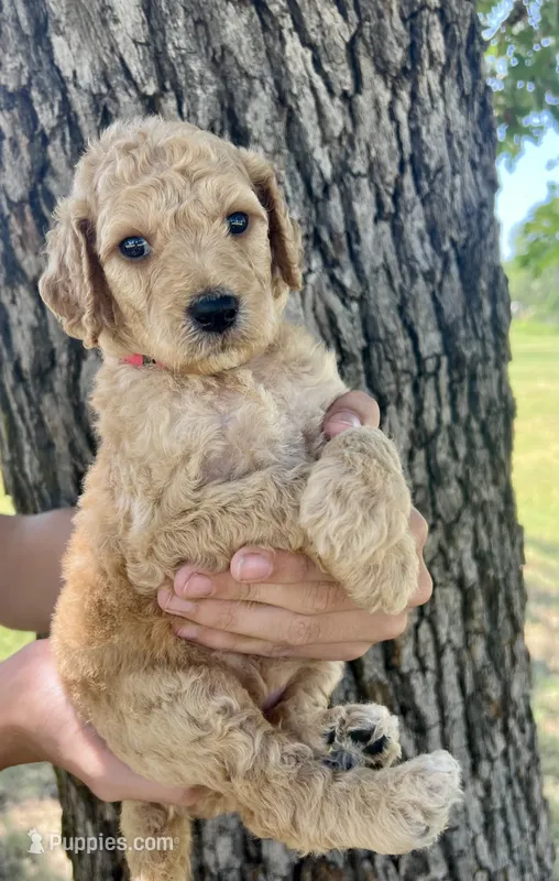 Glory – Goldendoodle puppy for sale in Fort Worth, TX