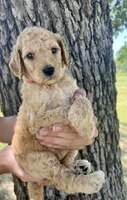 Glory, a female Goldendoodle for sale in Fort Worth, TX – 1 of 1