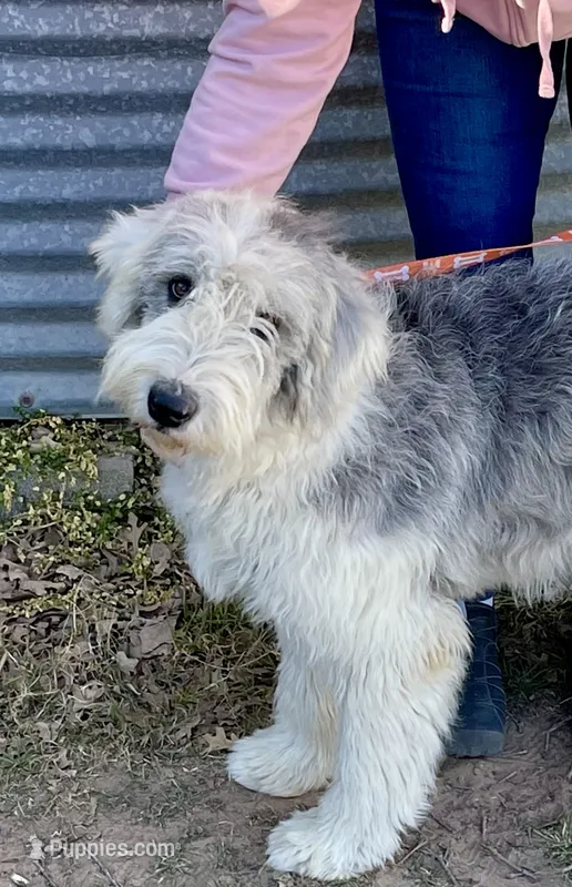 Pebbles – Old English Sheepdog puppy for sale in Fort Worth, TX