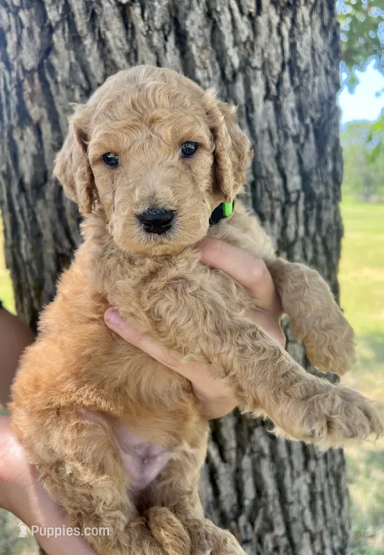 Honor – Goldendoodle puppy for sale in Fort Worth, TX