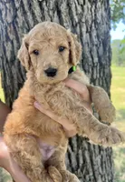 Honor, a male Goldendoodle for sale in Fort Worth, TX – 1 of 1