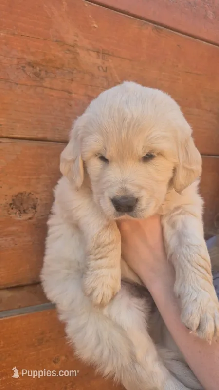 Tanny – Golden Retriever puppy for sale in Cope, CO