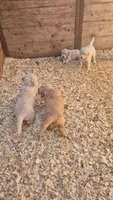 Yellow collar, a female Golden Retriever for sale in Cope, CO – 3 of 3