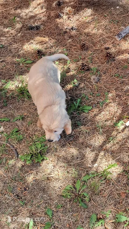 Blue Boy – Golden Retriever puppy for sale in Cope, CO