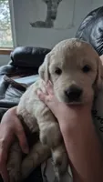Tanny, a female Golden Retriever for sale in Cope, CO – 2 of 3