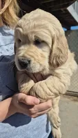 Blue Boy, a male Golden Retriever for sale in Cope, CO – 1 of 3