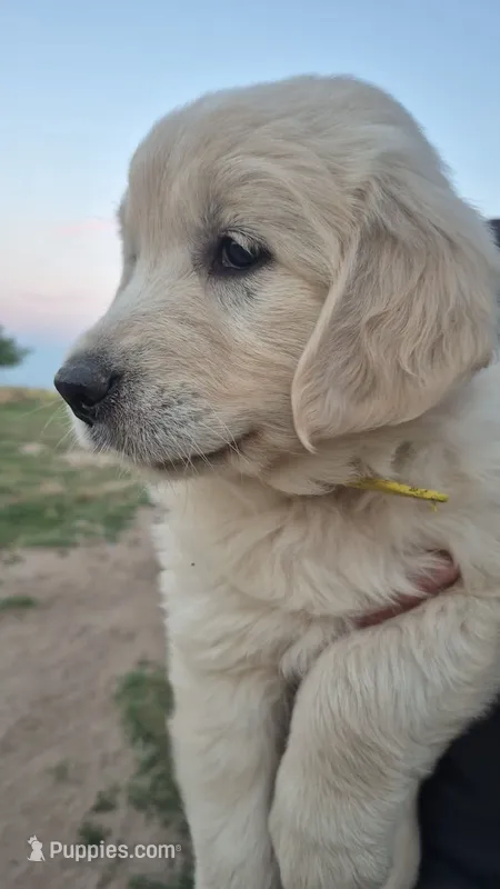 Yellow collar – Golden Retriever puppy for sale in Cope, CO