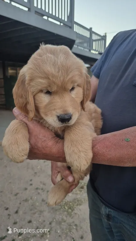 Yellow orange collar – Golden Retriever puppy for sale in Cope, CO