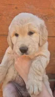 Yellow collar, a female Golden Retriever for sale in Cope, CO – 1 of 3
