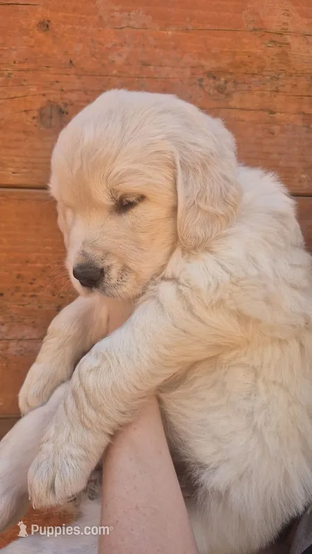 Tanny – Golden Retriever puppy for sale in Cope, CO