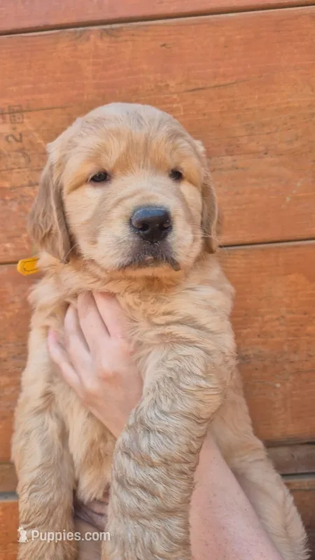 Yellow orange collar – Golden Retriever puppy for sale in Cope, CO