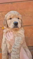 Yellow orange collar, a female Golden Retriever for sale in Cope, CO – 1 of 3