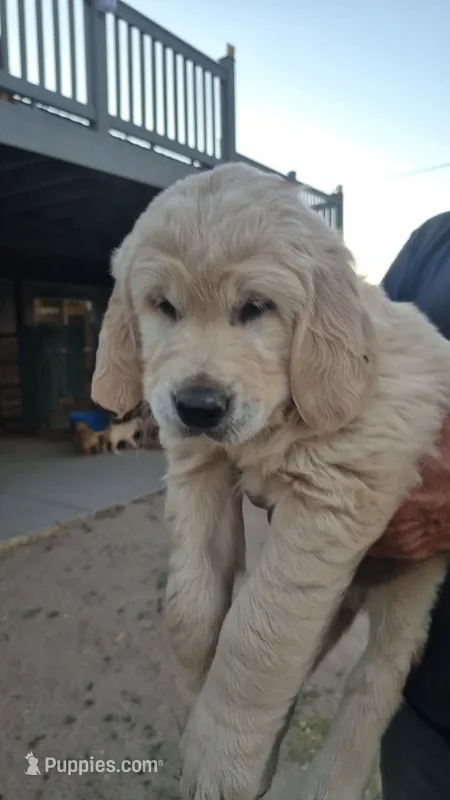 Blue Boy – Golden Retriever puppy for sale in Cope, CO