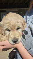 Blue Boy, a male Golden Retriever for sale in Cope, CO – 3 of 3