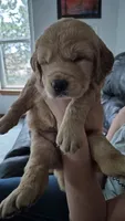 Yellow orange collar, a female Golden Retriever for sale in Cope, CO – 3 of 3