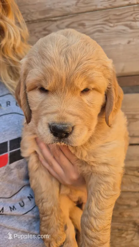 Yellow orange collar – Golden Retriever puppy for sale in Cope, CO