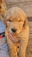 Yellow orange collar, a female Golden Retriever for sale in Cope, CO – 2 of 3