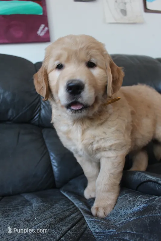Yellow orange collar – Golden Retriever puppy for sale in Cope, CO