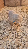 Blue Boy, a male Golden Retriever for sale in Cope, CO – 2 of 3