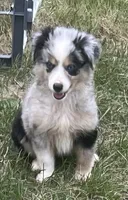 Izzy, a female Miniature Australian Shepherd for sale in Monticello, MN – 2 of 6