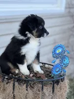 Jupitor 🎊, a female Miniature Australian Shepherd for sale in Monticello, MN – Photo 1 of 3