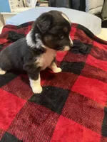 Jupitor 🎊, a female Miniature Australian Shepherd for sale in Monticello, MN – Photo 2 of 3