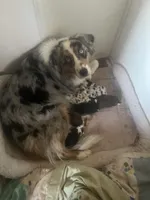 Jupitor 🎊, a female Miniature Australian Shepherd for sale in Monticello, MN – Photo 3 of 3