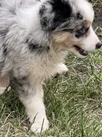 Sky, a female Miniature Australian Shepherd for sale in Monticello, MN – 3 of 6