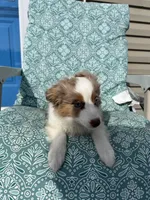 Minnie🎀, a female Toy Australian Shepherd for sale in Monticello, MN – Photo 4 of 9