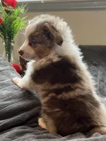 Minnie🎀, a female Toy Australian Shepherd for sale in Monticello, MN – Photo 1 of 9