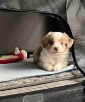 Minnie🎀, a female Toy Australian Shepherd for sale in Monticello, MN – Photo 5 of 9