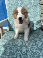Minnie🎀, a female Toy Australian Shepherd for sale in Monticello, MN – Photo 7 of 9