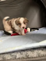 Minnie🎀, a female Toy Australian Shepherd for sale in Monticello, MN – Photo 3 of 9