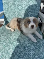 Minnie🎀, a female Toy Australian Shepherd for sale in Monticello, MN – Photo 8 of 9