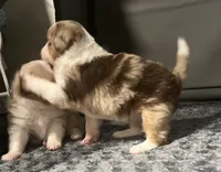 Minnie🎀, a female Toy Australian Shepherd for sale in Monticello, MN – Photo 6 of 9