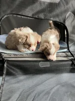 Minnie🎀, a female Toy Australian Shepherd for sale in Monticello, MN – Photo 9 of 9