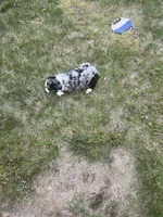 Izzy, a female Miniature Australian Shepherd for sale in Monticello, MN – 6 of 6