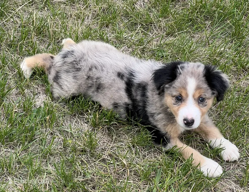Dora – Miniature Australian Shepherd puppy for sale in Monticello, MN