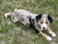 Dora, a female Miniature Australian Shepherd for sale in Monticello, MN – 3 of 5