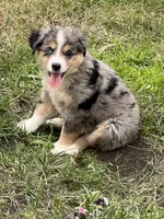 Tilly, a female Miniature Australian Shepherd for sale in Monticello, MN – 3 of 6