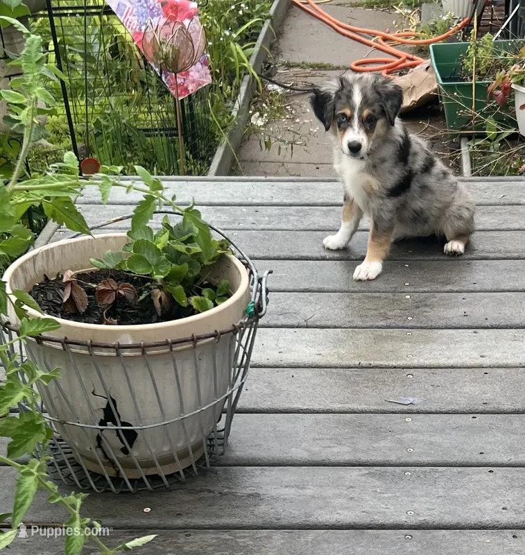 Tilly – Miniature Australian Shepherd puppy for sale in Monticello, MN