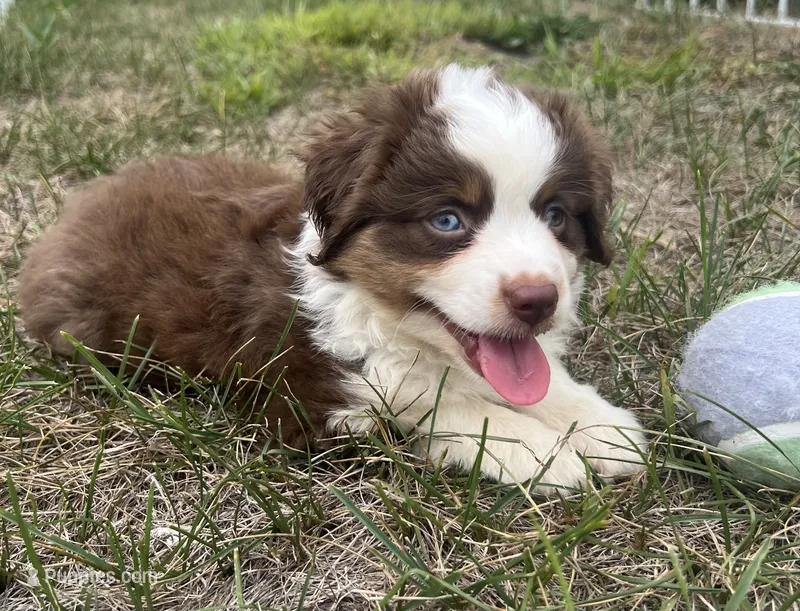 Goofy – Miniature Australian Shepherd puppy for sale in Monticello, MN
