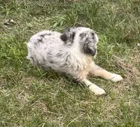 Sky, a female Miniature Australian Shepherd for sale in Monticello, MN – 4 of 6