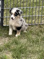 Izzy, a female Miniature Australian Shepherd for sale in Monticello, MN – 4 of 6