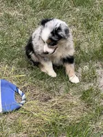 Izzy, a female Miniature Australian Shepherd for sale in Monticello, MN – 3 of 6