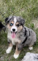 Tilly, a female Miniature Australian Shepherd for sale in Monticello, MN – 1 of 6