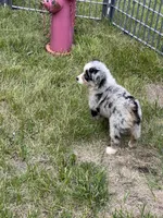 Sky, a female Miniature Australian Shepherd for sale in Monticello, MN – 6 of 6