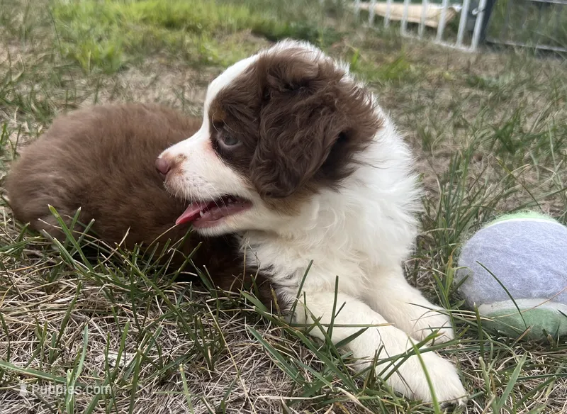 Goofy – Miniature Australian Shepherd puppy for sale in Monticello, MN